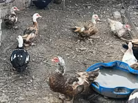 Ducks — الصورة 1