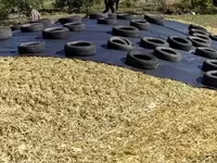 Եգիպտացորենի Սիլոսի Վաճառք — фото 1
