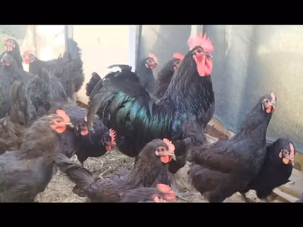 Australorp