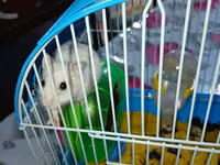 Hamster və qəfəs dəsti Məhsulun tərkibi: - Kiçik ölçülü, taşyanaqlı — фото 1
