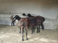 Qoyun, Qoyunlar — foto 4