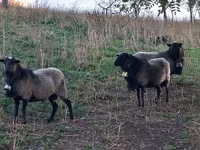 Qoç, Romanov sheep — foto 1