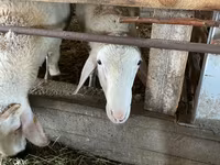 Qoç, Assaf sheep — foto 2