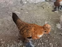 Japanese Bantam — photo 4