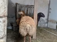 نعجة, الأغنام — الصورة 8