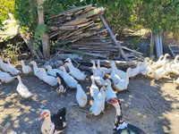 German Pekin — photo 3