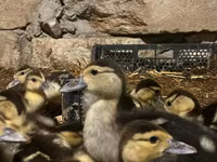 Ducks — photo 1