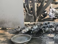 Ducks — foto 8