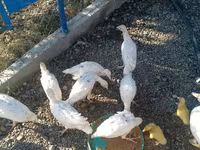 Ducks — 照片 4