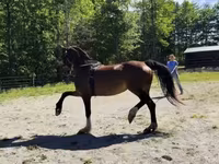 Madyan, Dutch warmblood horse — foto 7