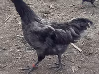 Australorp — photo 2