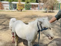 Caballos (lote, sexo no especificado), Australian Pony — foto 3