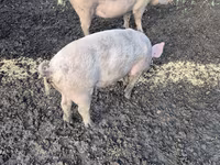 Eber, Schweine — Foto 4