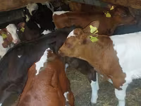 Buqa, Simmental cattle — 3-rasm