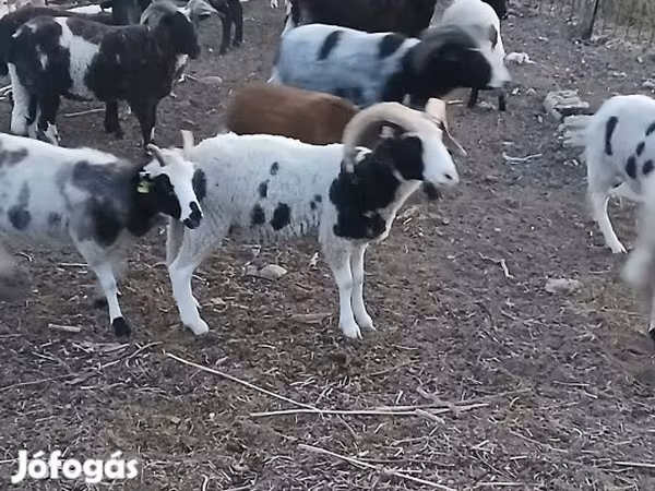 Beran, Jacob's sheep