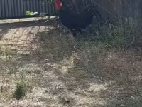 Chickens — foto 1