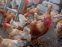 Chickens — 照片 8