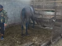 Horse (M), Horses — photo 8