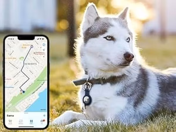 🐶🐱 İt və pişiklər üçün GPS izləmə cihazı Sevimli dostunuzun yerini