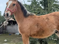 Cavalo, Cavalos — foto 6