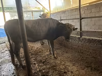 Cow, Swiss cattle — photo 6