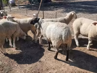 Beran, Ile-de-France sheep — foto 4