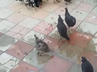 Chickens — photo 1