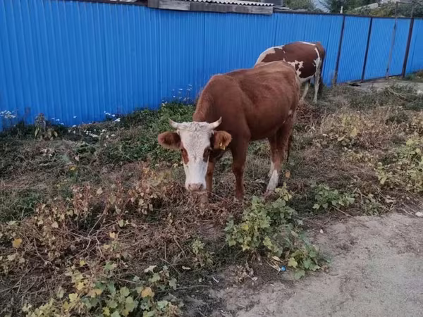 Cow, Kazakh White-headed cow