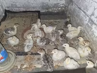 Turkeys — foto 1