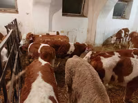 Buğa, Simmental cattle — foto 4