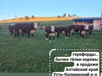 Cattle (batch, sex not specified), Aberdeen-Angus — photo 4