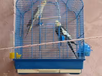 Növ: Nimfa (Cockatiel) cütlük Təsvir: Şəkillərdə göründüyü kimi iki — 照片 1