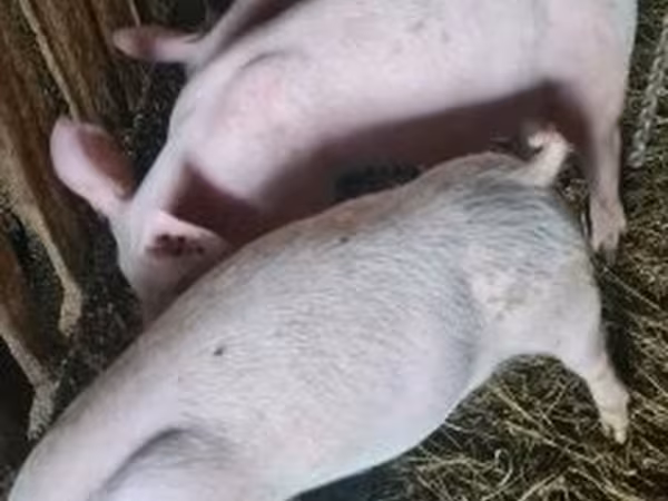 母猪, Крупная белая
