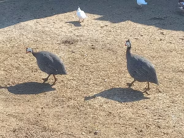 Guinea fowl — Azərbaycan