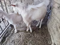 تيس, الماعز — الصورة 2