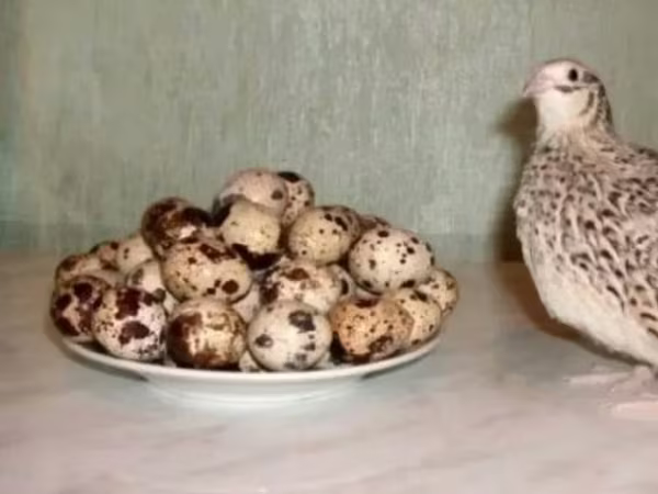 إستوني — أرمينيا