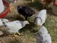 Chickens — Foto 1