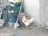 Chickens — फ़ोटो 2