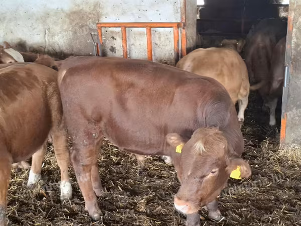 Touro, Simmental cattle