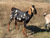 Ziegenbock, Nubian Goat — Foto 2