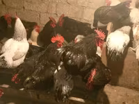 Chickens — photo 1