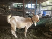Kozel, Saanen goat — foto 1