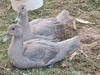 Ducks — Foto 6