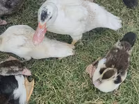 Domestic Muscovy — photo 5