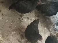 Rod-Aylend Qırmızı — foto 3
