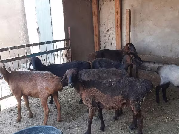 मेढ़ा, भेड़