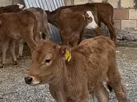 公牛, Cattle — 照片 2