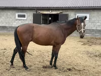 Caballo, Thoroughbred horse — foto 8