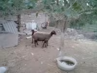 भेड़, भेड़ — फ़ोटो 3