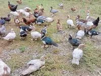 Ducks — फ़ोटो 3